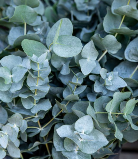 Eucalyptus Baby Blue